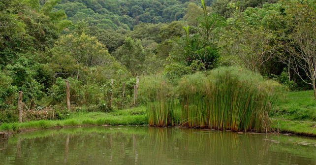 Jardín Botánico San Jorge